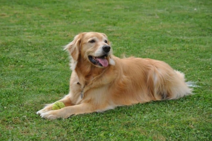 大型犬飼料推薦：完整指南與熱門品牌比較