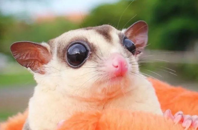 蜜袋鼯洗澡全攻略：安全清潔步驟與常見錯誤避免