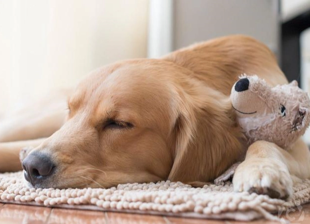 狗拔牙後遺症全解析：症狀、預防與護理實用指南