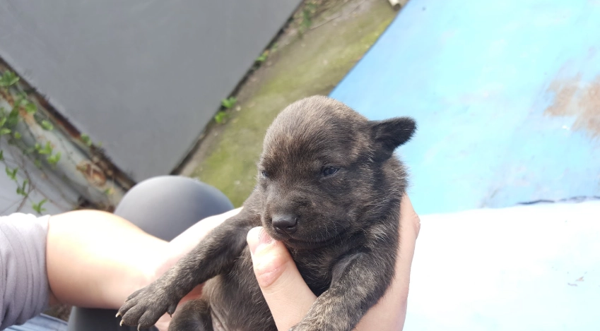 台灣犬幼犬飼養指南：從挑選、照顧到訓練的完整攻略