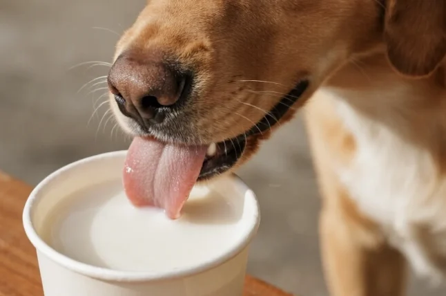 狗狗可以喝豆漿嗎