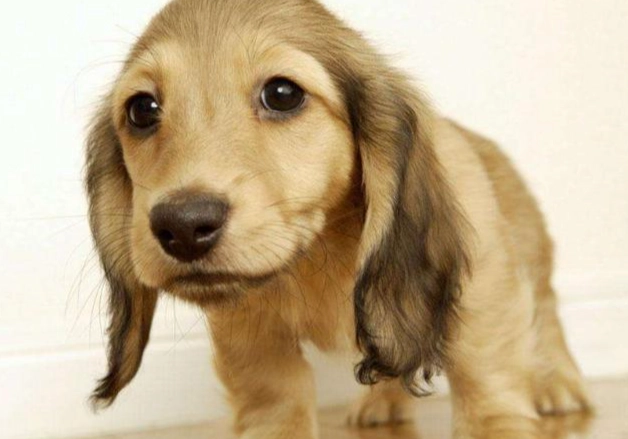 狗狗誤食老鼠藥怎麼辦？完整症狀、急救步驟、治療與預防指南