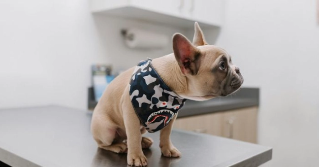 狗狗前庭症候群治療