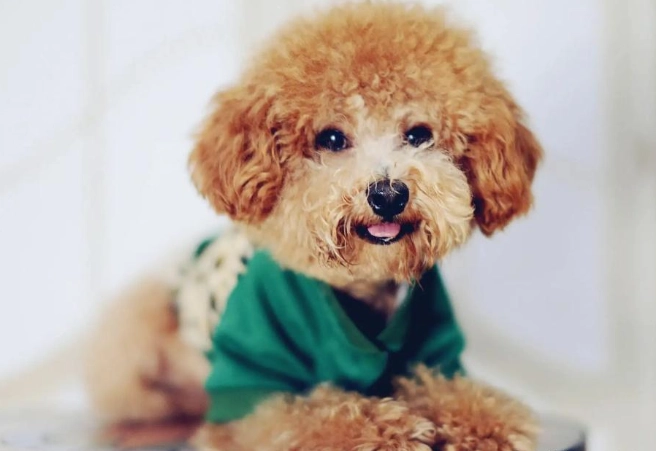 泰迪智商全解析：你的小可愛到底有多聰明？專家揭密真實排名與訓練技巧