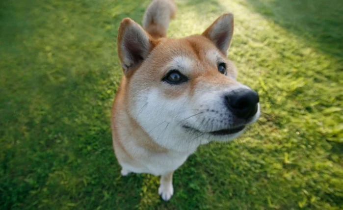 狗狗脂肪瘤會變小嗎