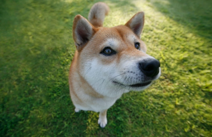 狗狗脂肪瘤會變小嗎？獸醫親解真相與實用應對指南