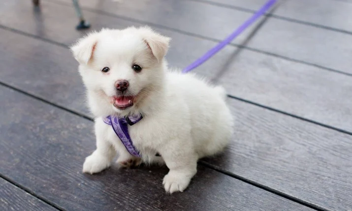 狗狗發抖怎麼辦