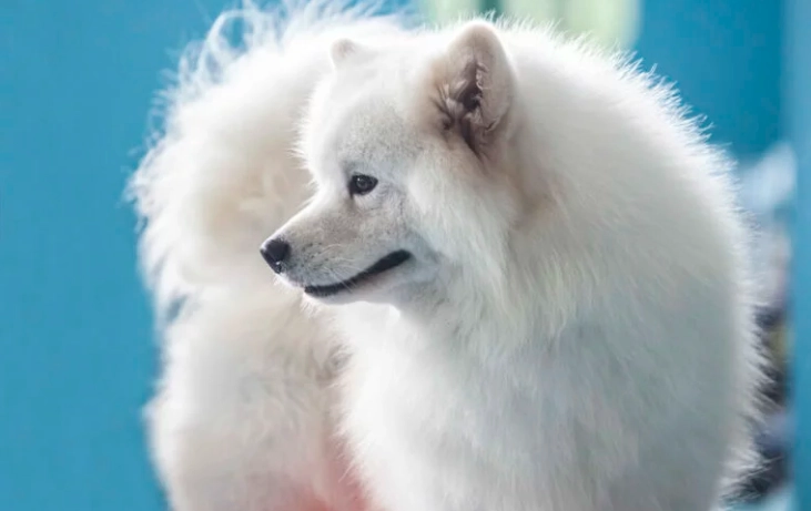 狗狗蜂蜜安全嗎？完整指南與選購技巧，寵物家長必看