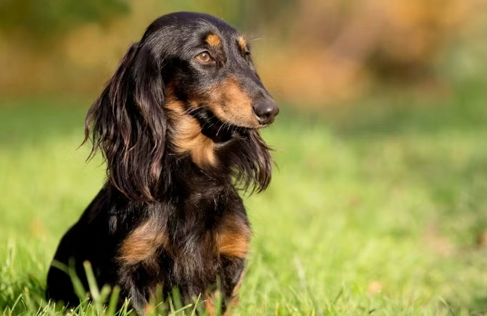 臘腸狗癱瘓前兆全解析：早期發現能救牠一命！