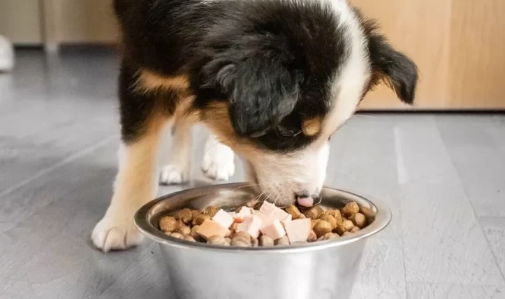 狗狗胰臟炎可以吃蛋嗎