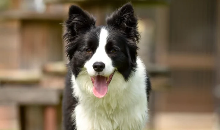 狗狗可以吃南瓜皮嗎