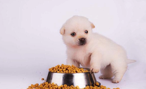 狗狗可以吃黃豆嗎