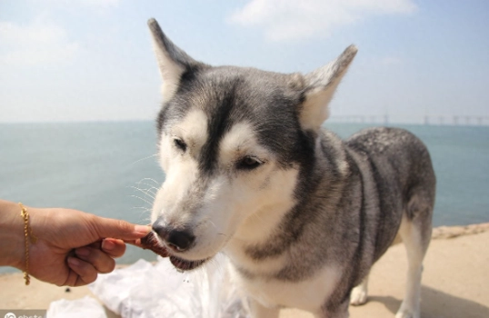 一個月幼犬一直叫