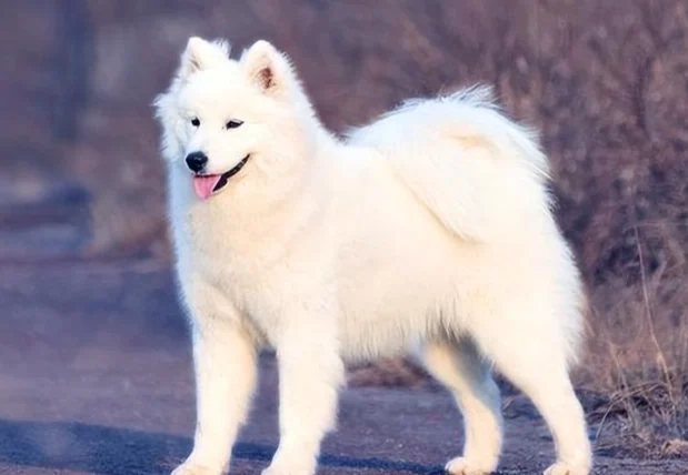 狗狗牙周病嚴重