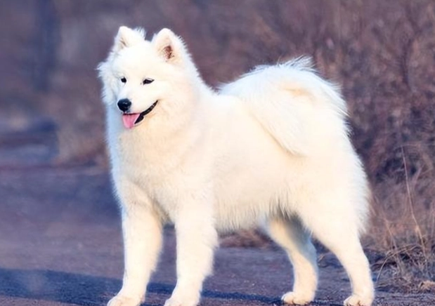 狗狗牙周病嚴重怎麼辦？獸醫教你三步搶救計劃與長期護理指南