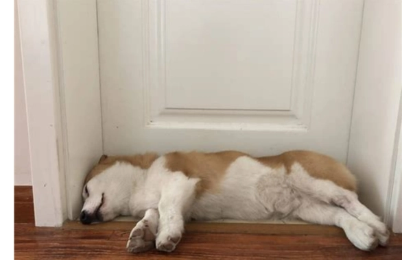 狗為什麼喜歡睡門口