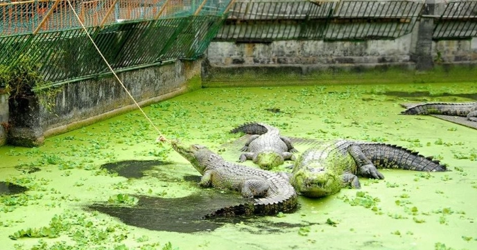 不一樣鱷魚生態農場寵物
