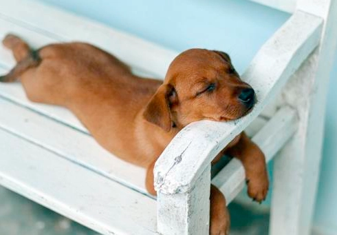 狗可以吃車厘茄嗎