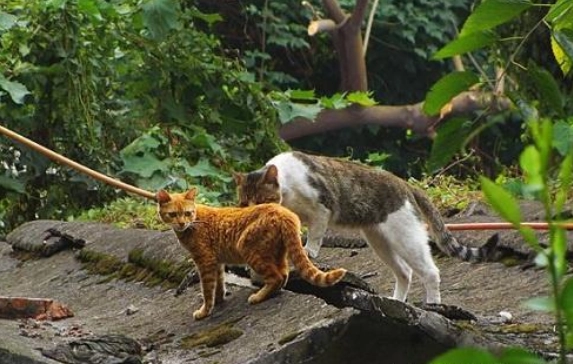 貓咪受傷可以擦什麼藥