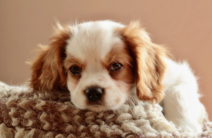 幼犬三餐時間全攻略：定時餵養技巧與常見問題解答