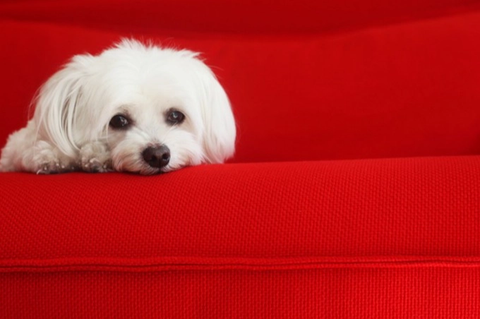 狗狗冷發抖怎麼辦？獸醫教你判斷原因與保暖對策