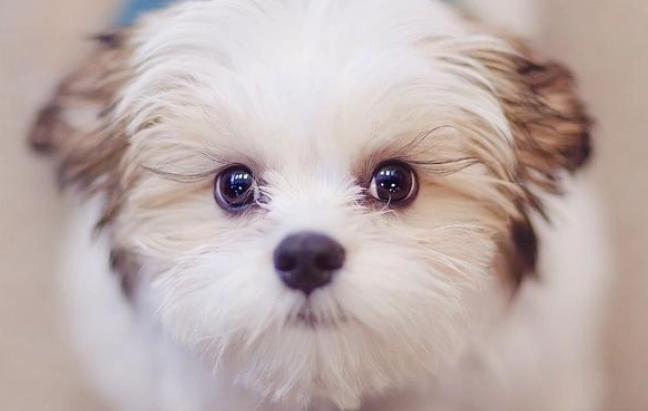 狗狗寄生蟲症狀