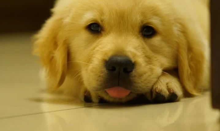 狗前庭神經炎原因