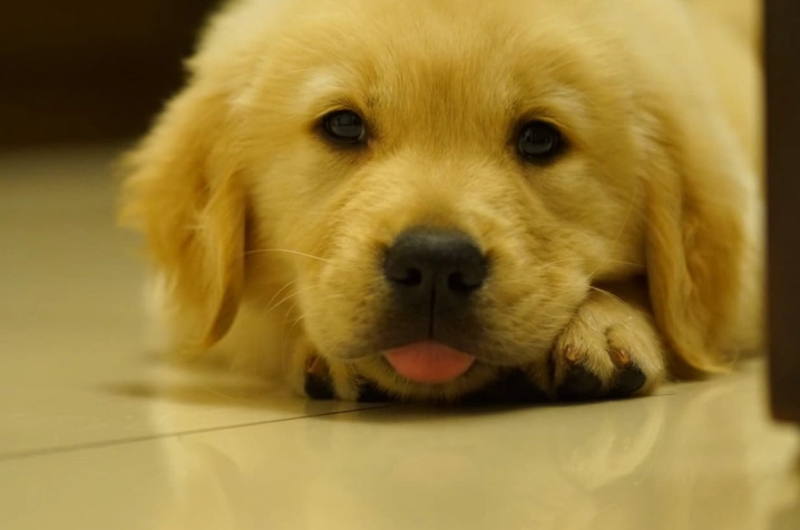 狗前庭神經炎原因解析：症狀、診斷與居家護理指南