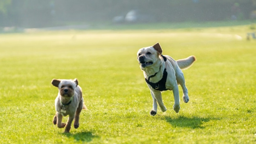 養狗狗花費全攻略：從預算規劃到省錢技巧完整解析