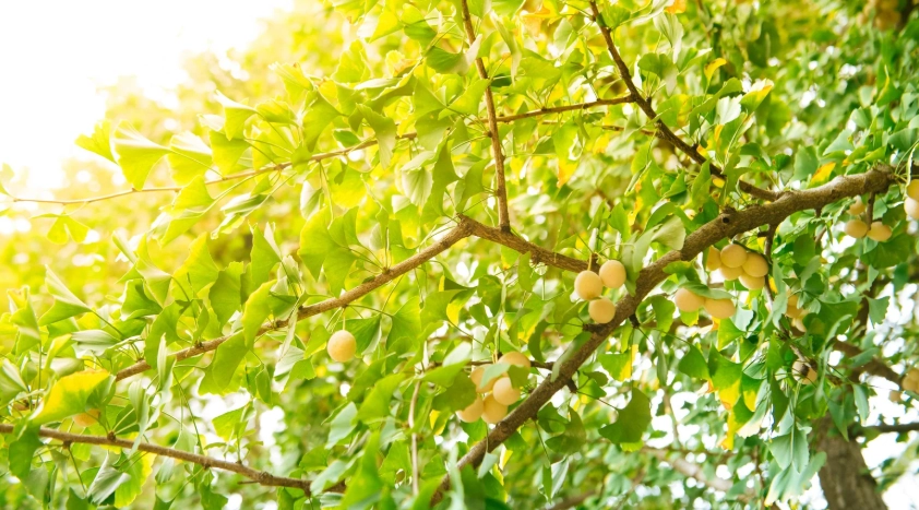 白果一次可以吃多少？安全食用量指南與風險解析