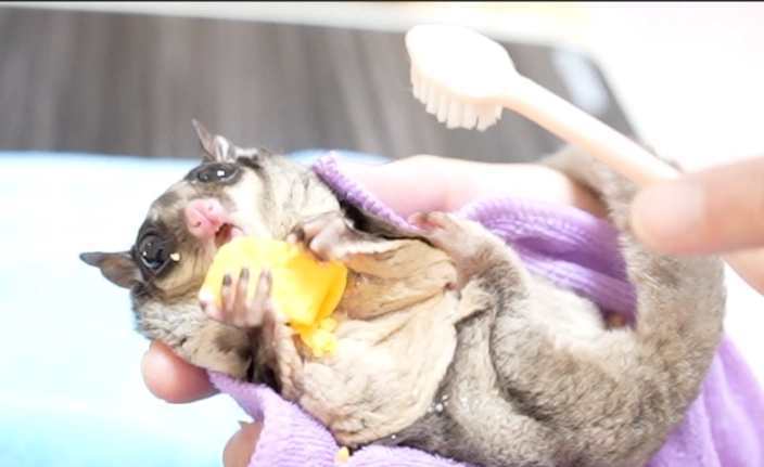 蜜袋鼯新手完整指南：從準備到飼養的必備知識與常見問題解答