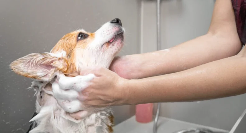 狗狗腸胃炎可以吃什麼