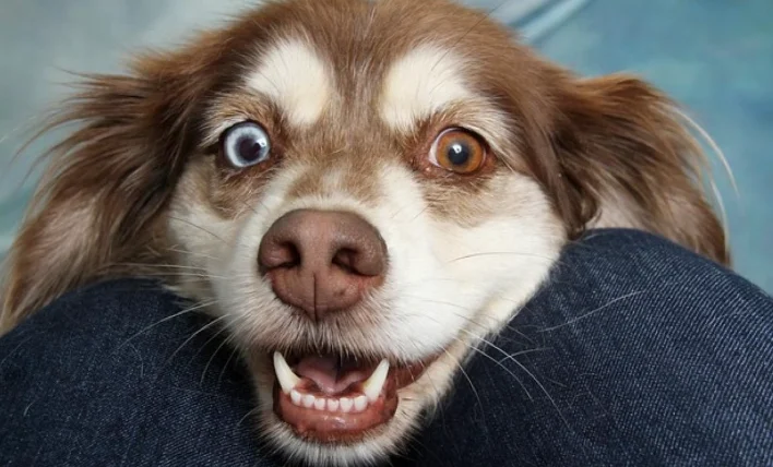 狗的智商是多少