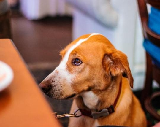 狗狗可以吃低筋麵粉嗎