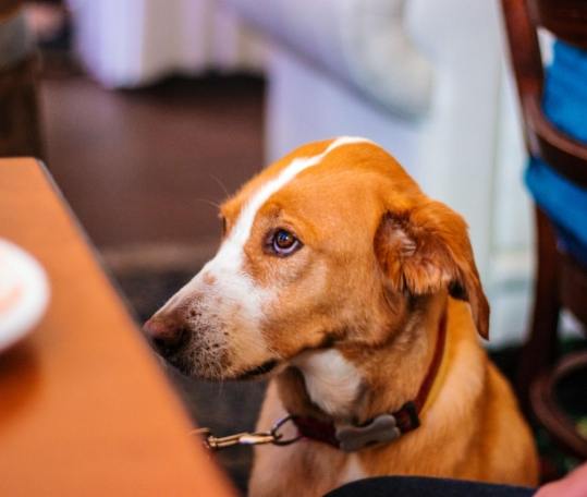 狗狗可以吃低筋麵粉嗎？獸醫解答與飼主必讀風險指南