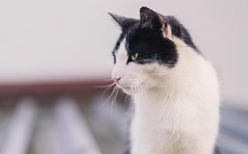 貓皮膚病種類全解析：常見症狀與治療方法指南