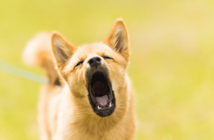 狗狗一直叫不理他：正確處理吠叫問題的完整指南