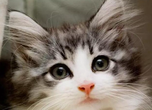 貓糖尿病後腳無力