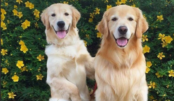 狗狗可以吃柳丁嗎