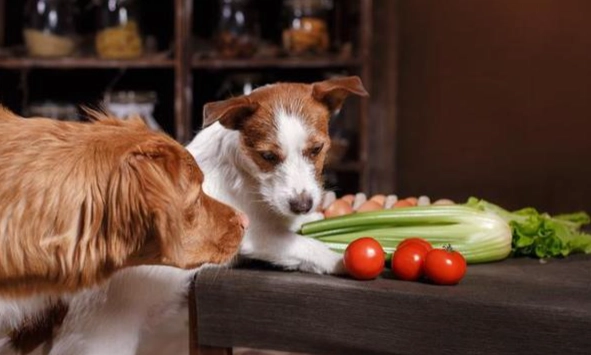 狗地瓜份量終極指南：安全計算與常見錯誤解析