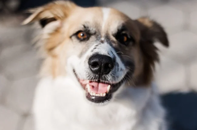 狗狗心臟病治療