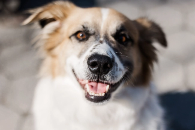 狗狗心臟病治療全指南：症狀、藥物與居家照護深度解析