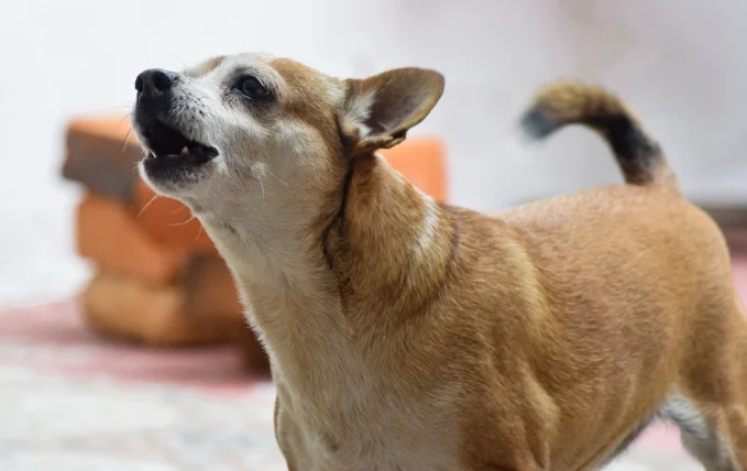 狗狗分離焦慮吠叫