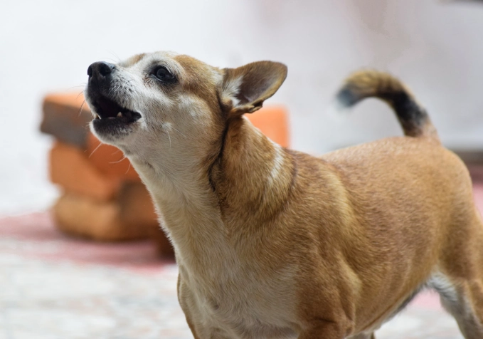 狗狗分離焦慮吠叫怎麼辦？完整指南與實用解決方案