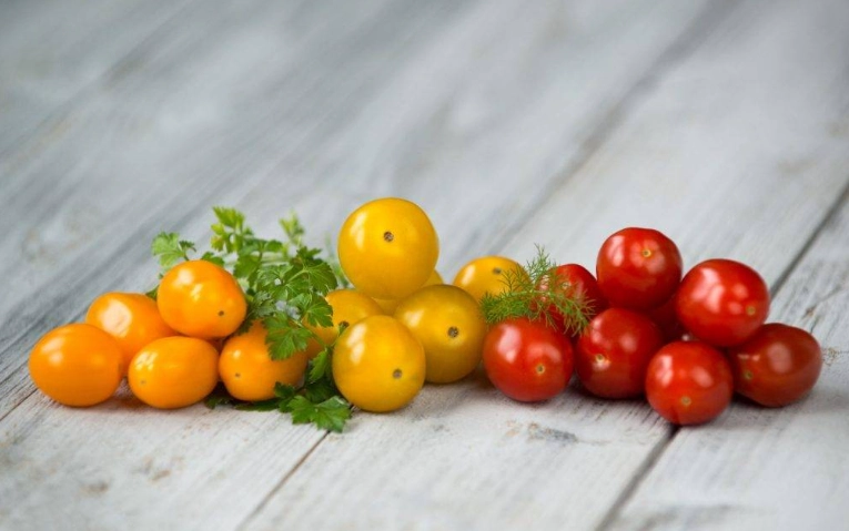 狗食車厘茄安全嗎？完整指南與風險分析，寵物主人必看