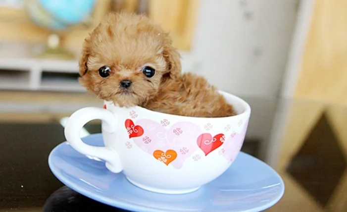 茶杯犬是什麼