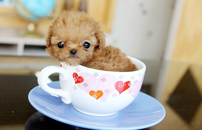 茶杯犬是什麼？完整指南：品種、照顧與健康問題全解析