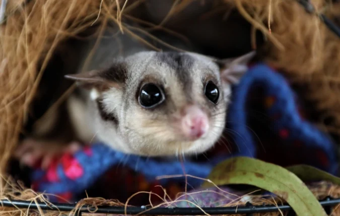 蜜袋鼯飼養環境