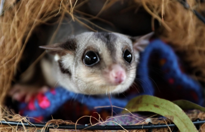 蜜袋鼯飼養環境全攻略：打造安全舒適的飛鼠之家