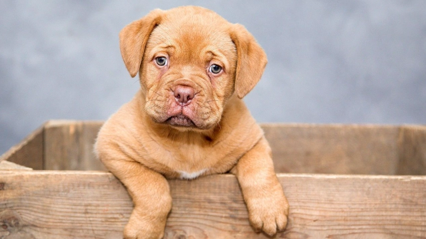 寵物呼吸道保健全攻略：守護毛孩呼吸健康關鍵技巧